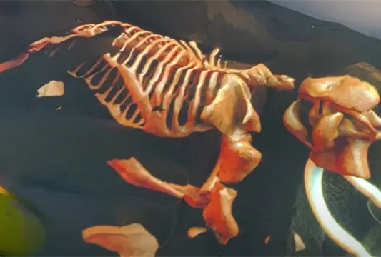 Раскопки мамонта