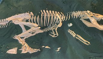 Раскопки динозавра 