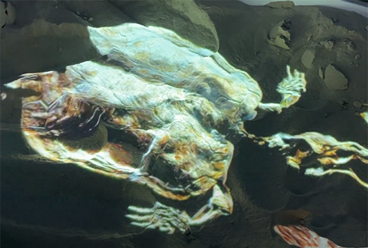 Раскопки черепахи