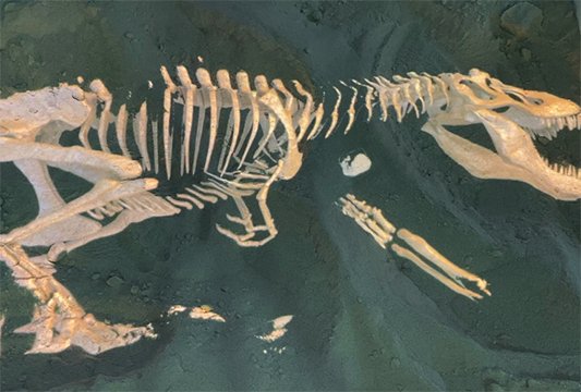 Раскопки динозавра