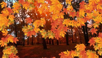 Осенние листья