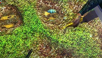 Подземные жители 