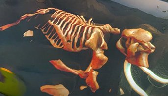 Раскопки мамонта