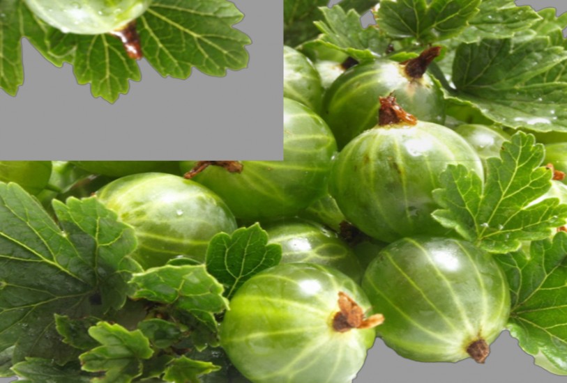 Собери и назови ягоду